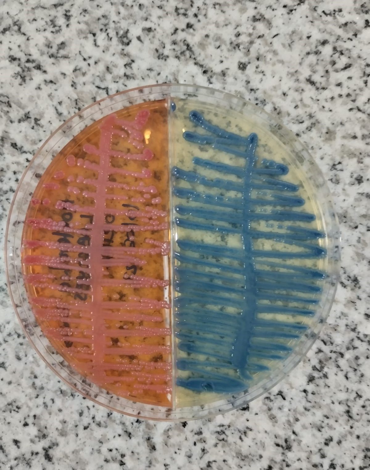 Profesional realizando estudios de microbiología en el laboratorio
